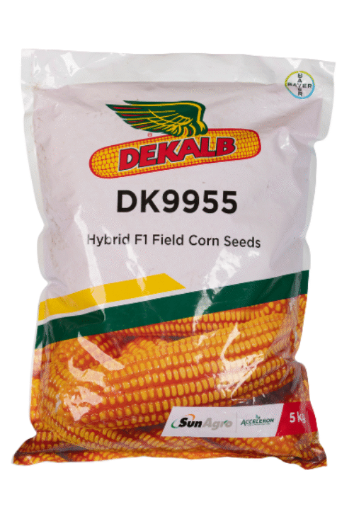 Maize
